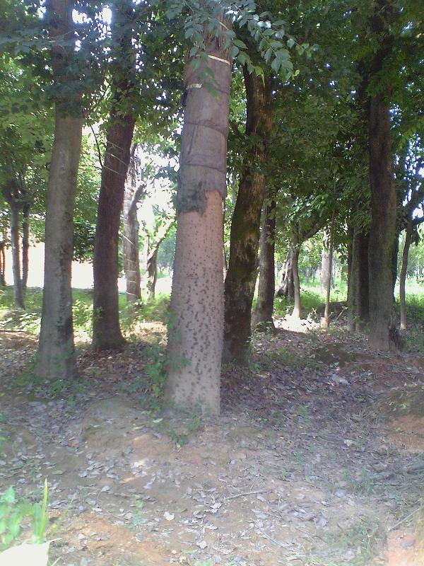 供應(yīng)福州樹木