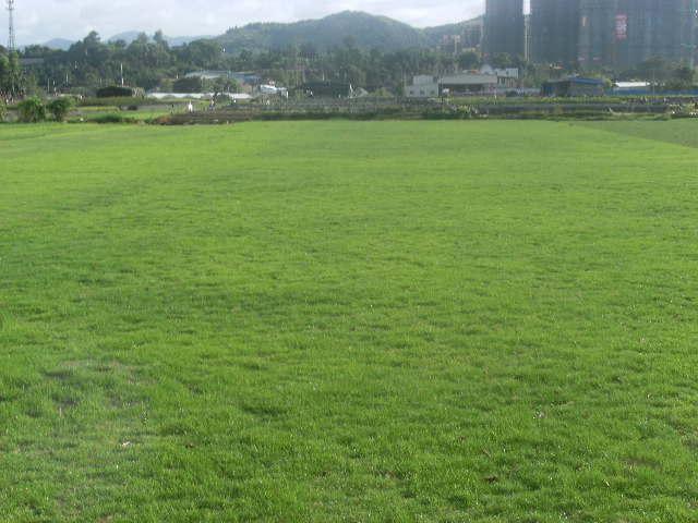 供應(yīng)福州承接草坪鋪種