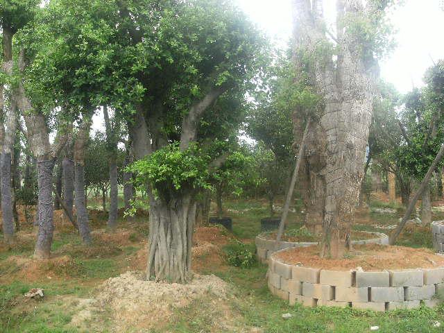 供應(yīng)福建福州草坪供應(yīng)商草坪