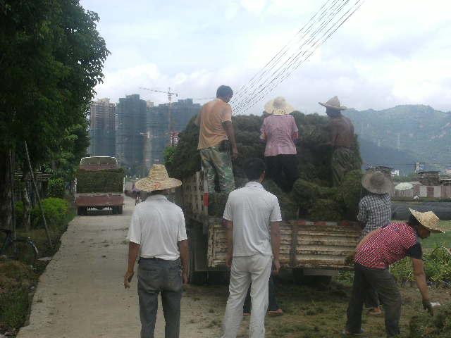 供應(yīng)馬尼拉草坪供應(yīng)商