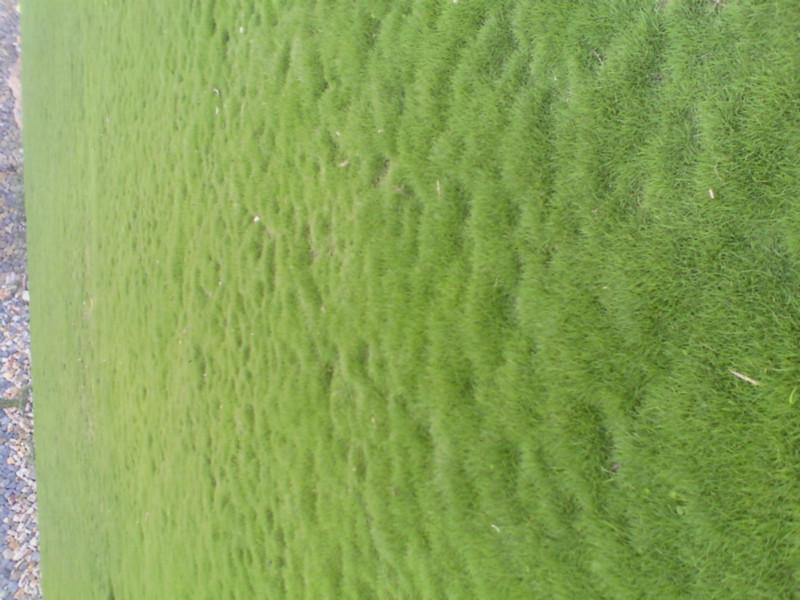 供應(yīng)福建福州草坪保質(zhì)保量