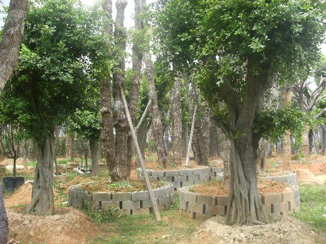 供應(yīng)福建草坪供應(yīng)保質(zhì)保量