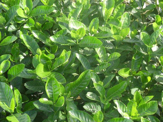 供應(yīng)福建各地馬尼拉草坪供應(yīng)