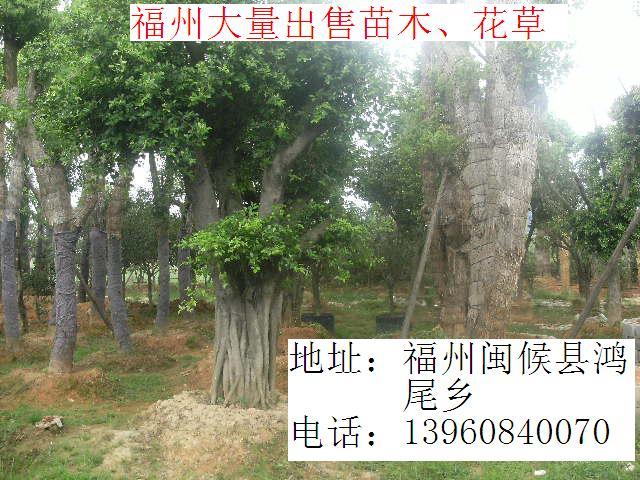 供應(yīng)福建草坪價(jià)格便宜 保質(zhì)保量