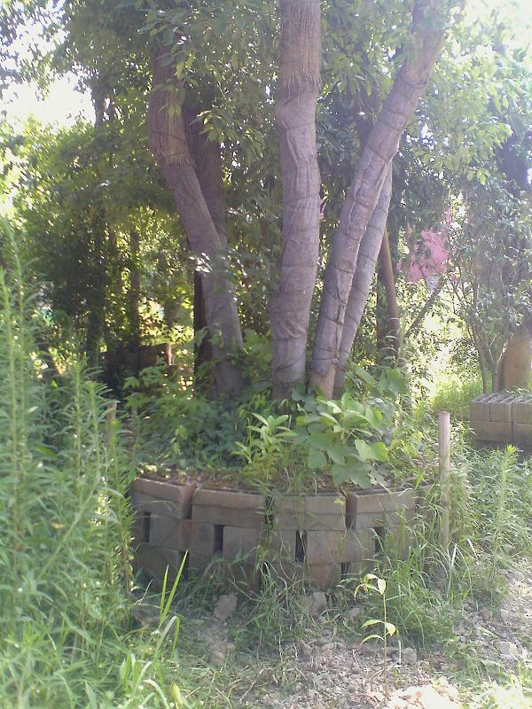 供應(yīng)福州樹木