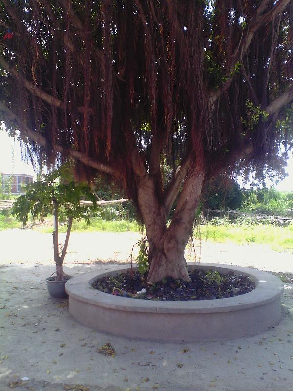 供應(yīng)福州樹木