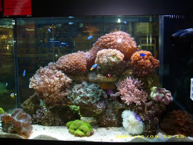 供應(yīng)廣州亞克力魚(yú)缸工程