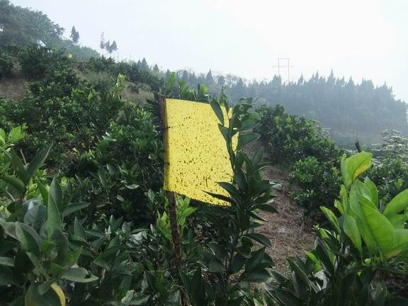 重庆贵州湖南湖北陕西太阳能杀虫灯供应重庆贵州湖南湖北陕西太阳能杀虫灯