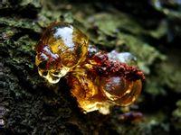 浙江金華有美容桃膠賣(mài)圖片
