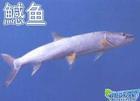 供應(yīng)鱖魚苗湖州鱖魚苗價格