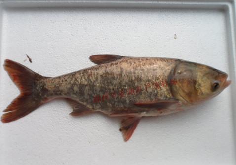 供應(yīng)四大家魚(yú)夏花苗種