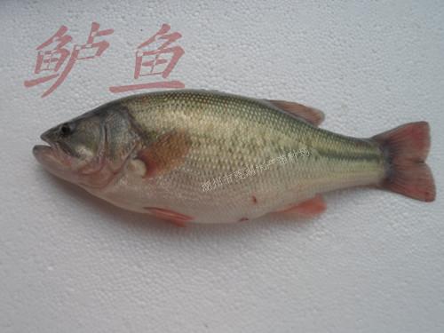 供應(yīng)鱖魚苗湖州鱖魚苗價格