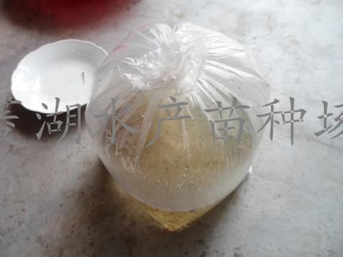 湖州加州鱸魚養(yǎng)殖場圖片