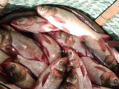 供應(yīng)四大家魚(yú)夏花苗種