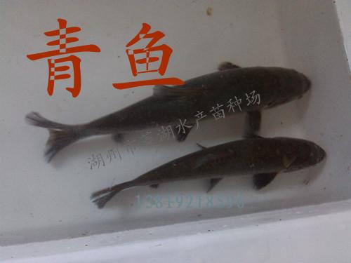 魚苗圖片/魚苗樣板圖 (3)