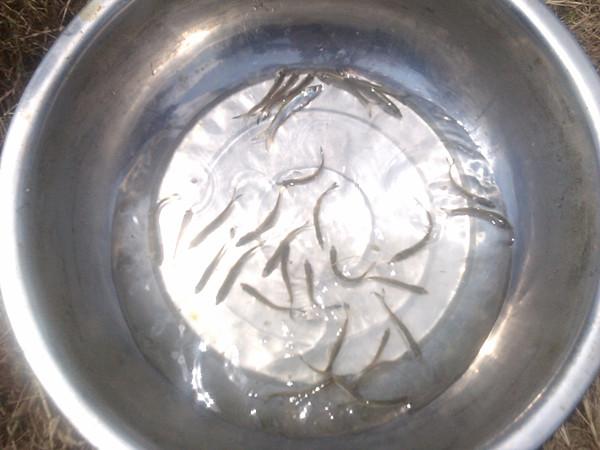 供應湖北鳡魚苗3-5公分鱤魚苗批發(fā)