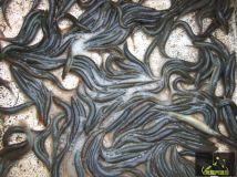 供應(yīng)泥瞅苗水花預(yù)訂中