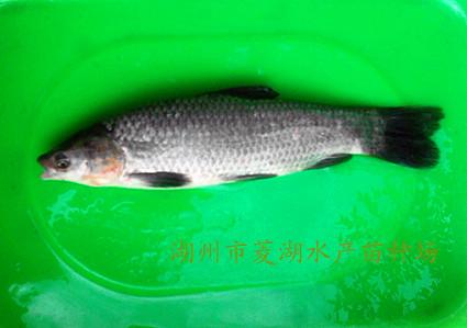 黃顙魚圖片/黃顙魚樣板圖 (4)