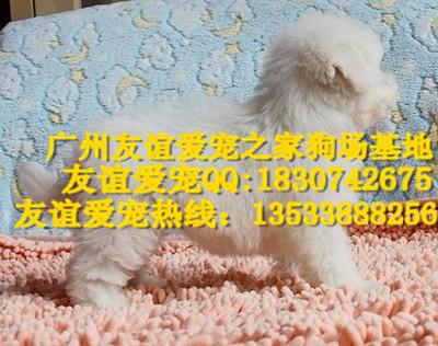 比熊犬图片