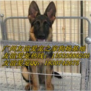 广州哪里有卖德牧犬纯种德牧犬价格繁殖哪里有卖纯种德国牧羊犬