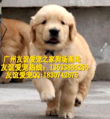 广州市广州哪里有卖金毛犬纯种金毛犬价格厂家供应广州哪里有卖金毛犬纯种金毛犬价格广州哪里有卖纯种金毛犬小狗