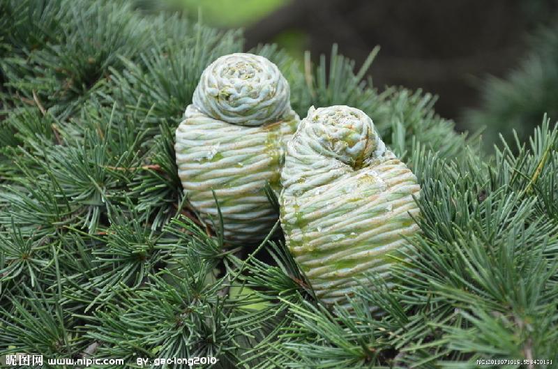 供應(yīng)江蘇浦口雪松