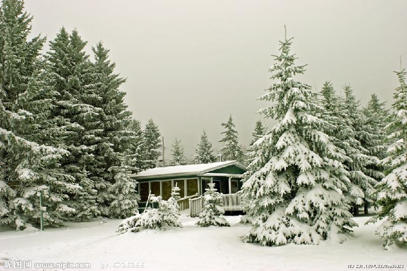 供应长期苗圃一手供优质雪松3米以上的