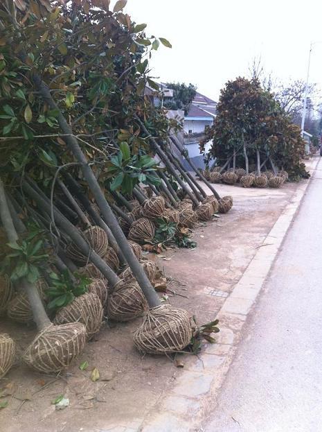 供應(yīng)廣玉蘭1米小苗