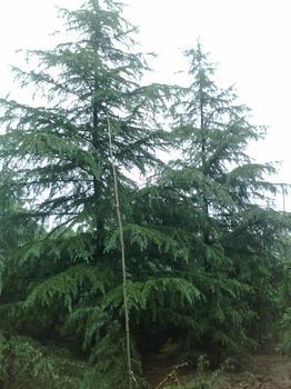 供應(yīng)廣玉蘭1米小苗