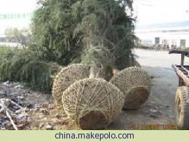 供應(yīng)南京*優(yōu)質(zhì)·雪松