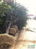 供應(yīng)南京*優(yōu)質(zhì)·雪松