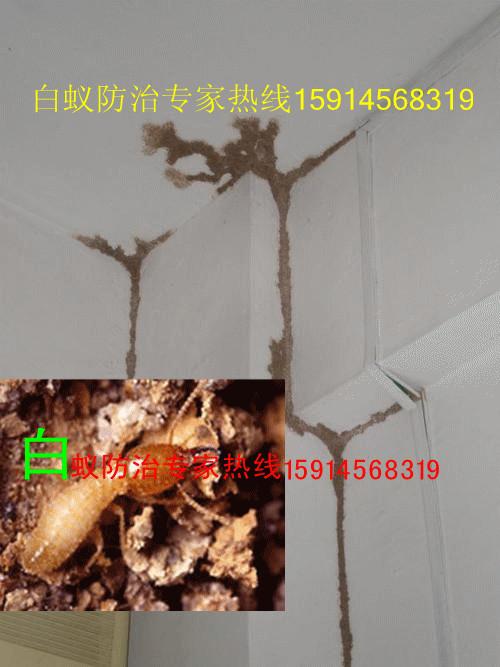 供应家里有白蚁怎么办请电佛山白蚁防治站保证根治白蚁图片