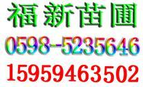 供应檫树种子木荷种子湿地松种子枫香种