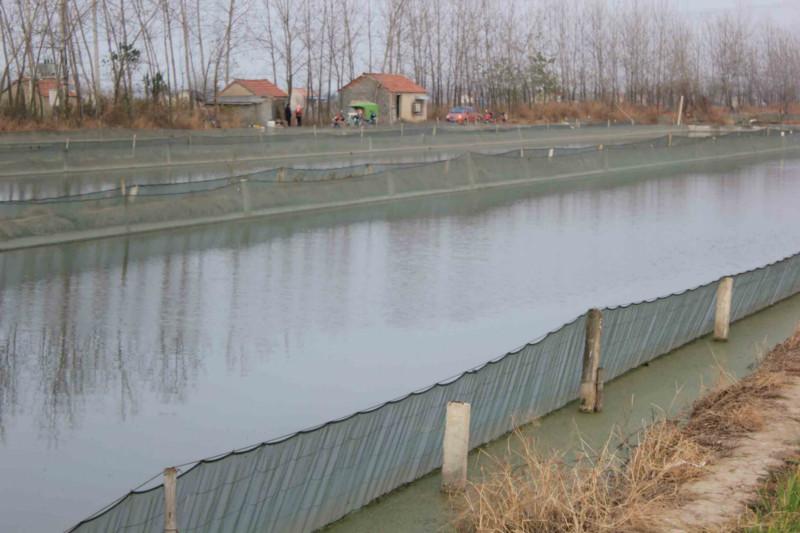 供应浙江泥鳅养殖基地、泥鳅苗养殖基地