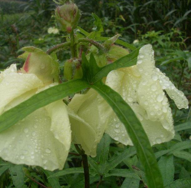 供应山东菜芙蓉种子价格