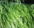 出租冷庫代收代存金鄉(xiāng)大蒜 大蒜蒜薹