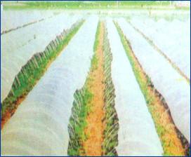 供應(yīng)江西大棚膜廠家報(bào)價(jià)