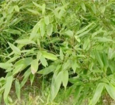 供應(yīng)擺竹小苗，規(guī)格全，價(jià)格低