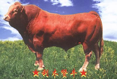 供應(yīng)利木贊牛*飼養(yǎng)的肉牛品種