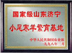 供應(yīng)山東正規(guī)養(yǎng)殖場山東小尾寒羊價格