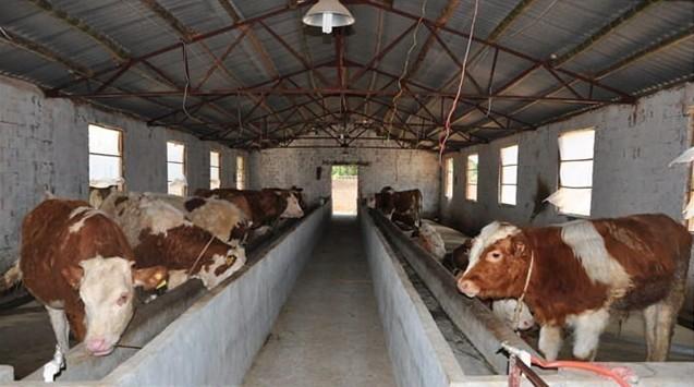 供應(yīng)安徽肉牛養(yǎng)殖肉牛育肥技術(shù)牛犢養(yǎng)殖