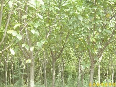 櫻花價(jià)格圖片