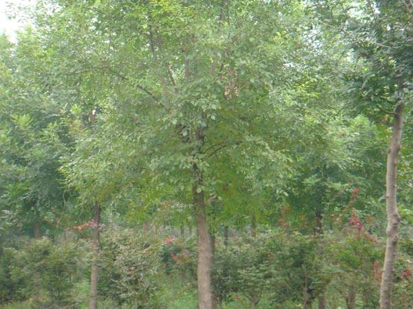 供應(yīng)優(yōu)質(zhì)白蠟，4-5-6-8-10-12公分白蠟樹