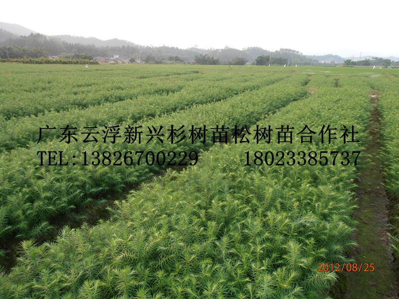 陽春杉苗-杉樹苗-杉木苗價(jià)格圖片