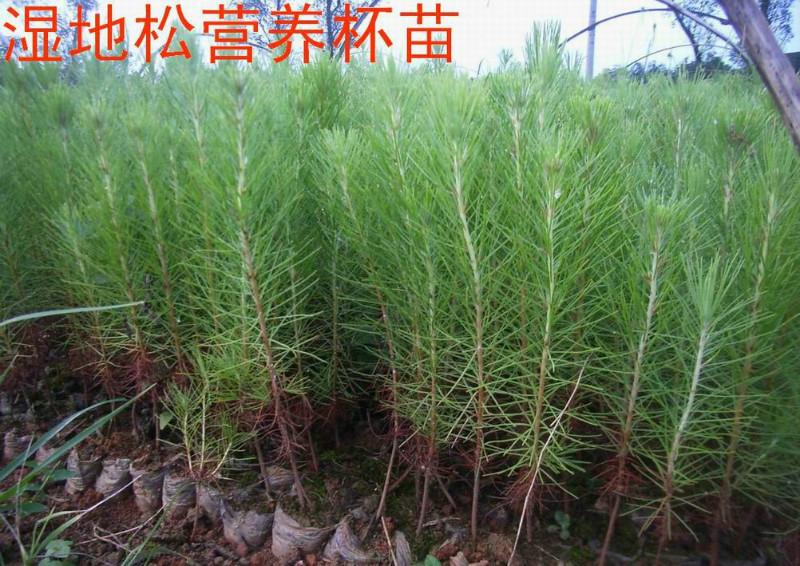 營(yíng)養(yǎng)杯杉樹苗杉樹苗營(yíng)養(yǎng)杯圖片
