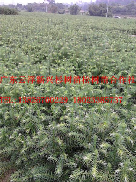 供應(yīng)一年杉苗價格 13826700229黃偉強(qiáng)