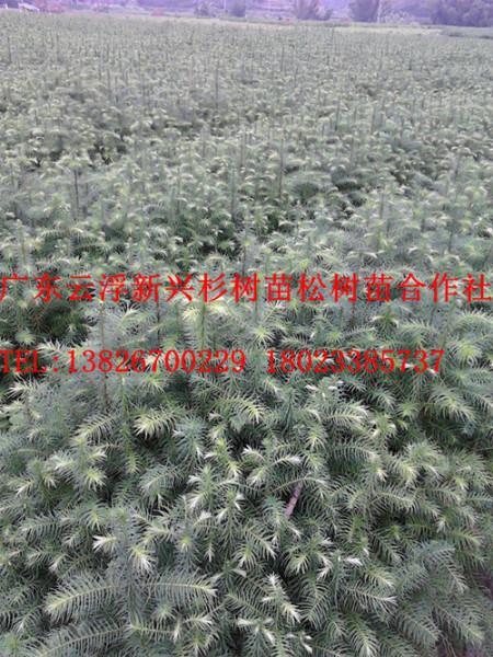 最大的杉樹苗苗場圖片