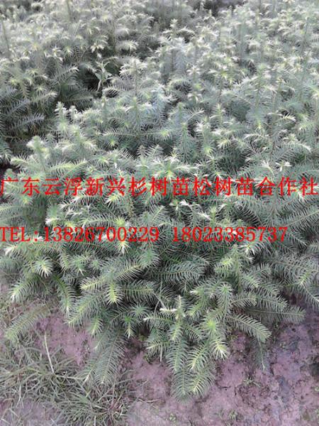 供應杉樹苗價格　哪里有杉樹苗出售　優(yōu)質杉樹苗　良種杉樹苗