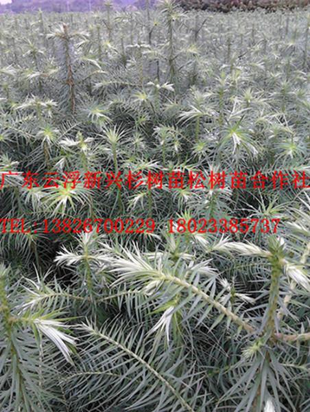 供應(yīng)懷集良種杉苗價(jià)格　懷集良種杉苗批發(fā)　懷集良種杉苗生產(chǎn)基地