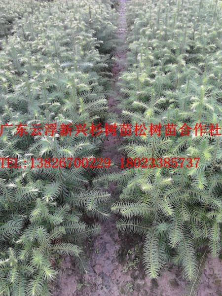 供應杉樹苗價格　哪里有杉樹苗出售　優(yōu)質杉樹苗　良種杉樹苗